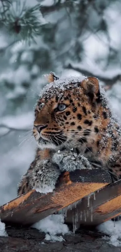 Snow-covered leopard resting in a forest.