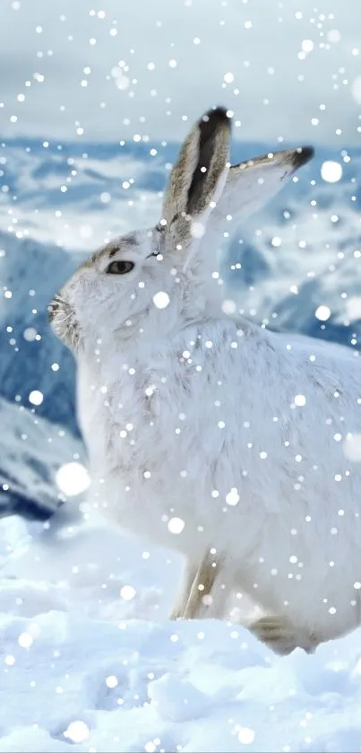 Snowy Mountain Hare Wallpaper - free download