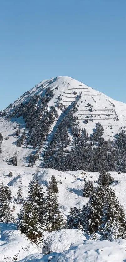 Snowy mountain peak with blue sky and evergreen trees in winter landscape.