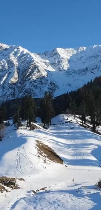 Snow-covered mountains with pine trees under a clear blue sky.