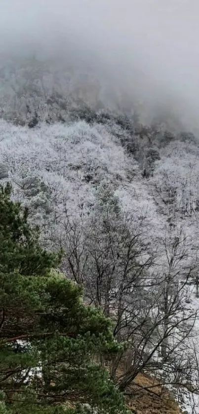 Snowy mountain landscape with trees and mist.