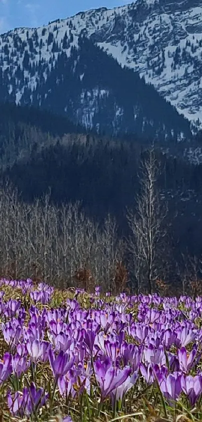 Snowy mountains with purple flowers field wallpaper.