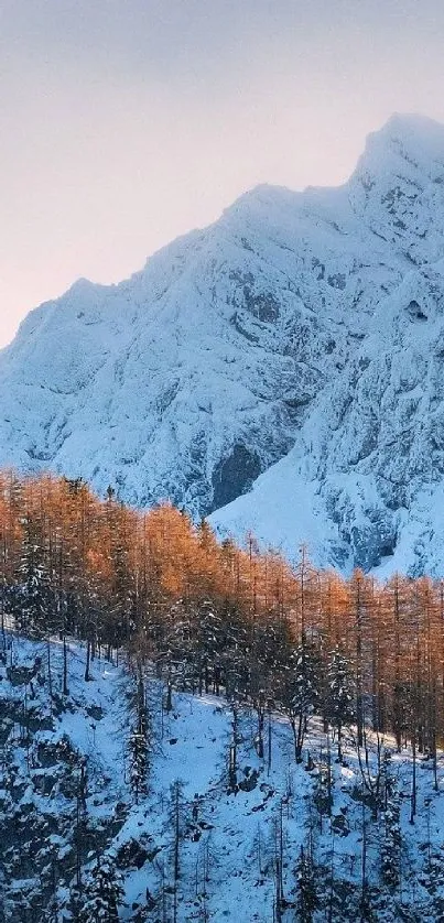 Snowy mountain landscape with golden trees against a clear sky.