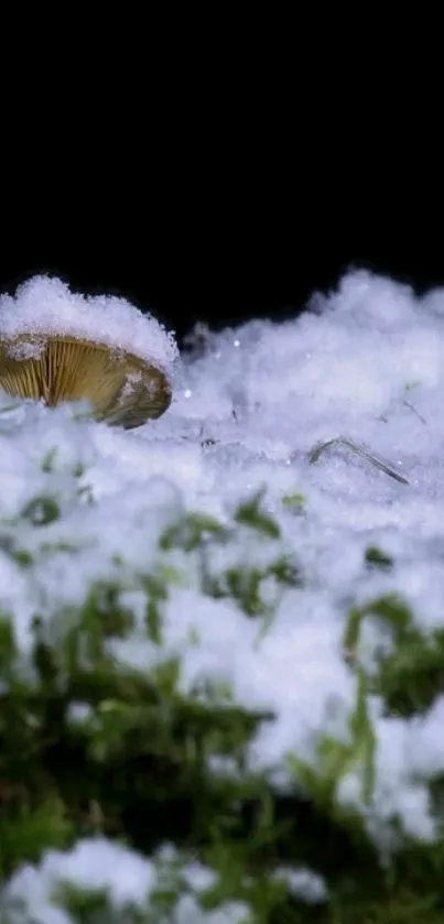 Mushrooms and green moss blanketed by snow against a black background.