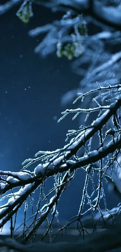 Snow-covered branches with a blue night sky.