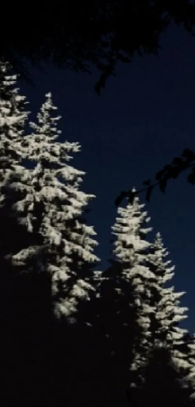 Snow-covered forest with dark blue sky.