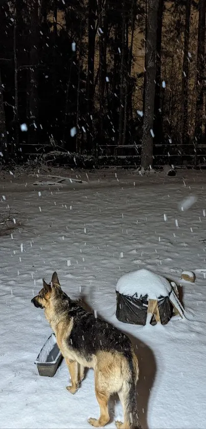 German Shepherd in forest snow at night, peaceful winter scene.