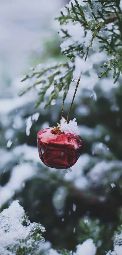 Red ornament hanging on snowy evergreen branch with blurred background.