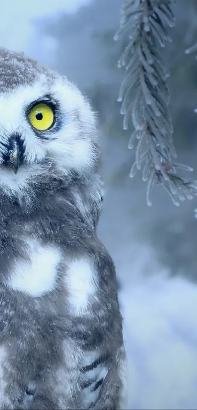 Snowy owl perched on frosty evergreen branch in winter scene.