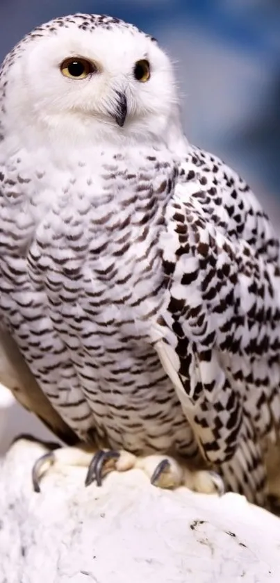 Majestic snowy owl perched gracefully on a rock.