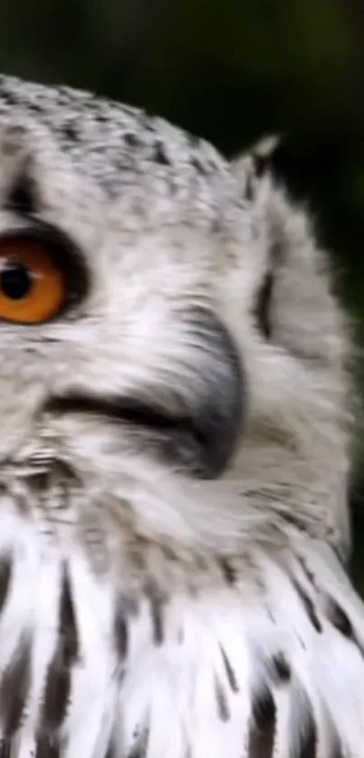 Close-up of a snowy owl with orange eye and detailed feathers.