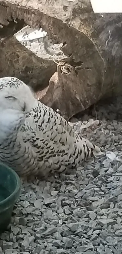 A serene snowy owl resting peacefully among natural surroundings.