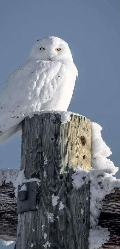 Majestic snowy owl perched on a frosty wooden post against a blue sky.