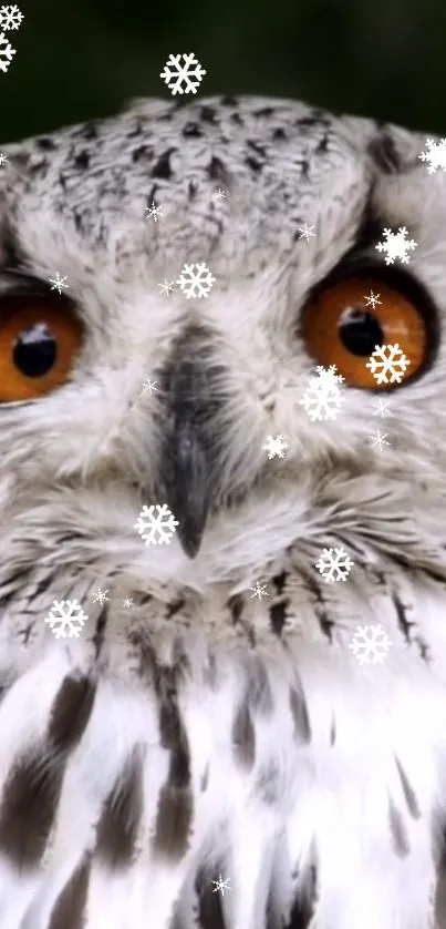 Closeup of a snowy owl with snowflakes.