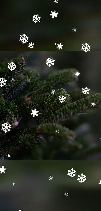 Snowflakes gently fall on a pine branch in this winter wallpaper.