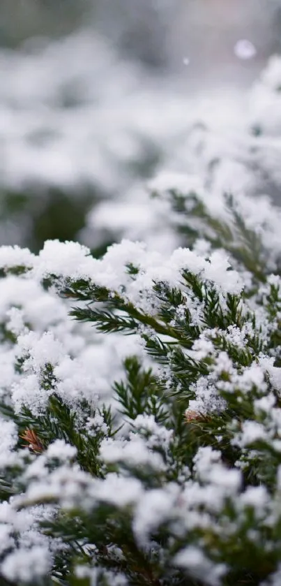 Close-up of snow-covered pine branches in winter.