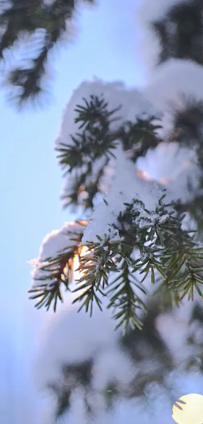 Snow-covered pine branch against a blue sky.