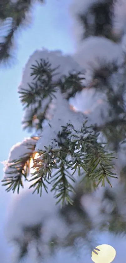 Snow-covered pine branch with light.