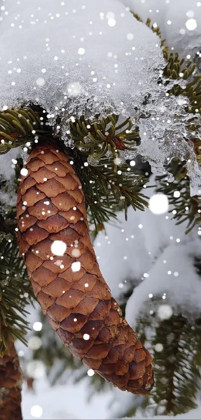 Snow-covered pine cone on an evergreen branch.