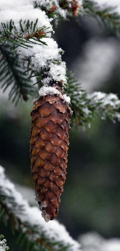 Snow-covered pine cone on evergreen branch.