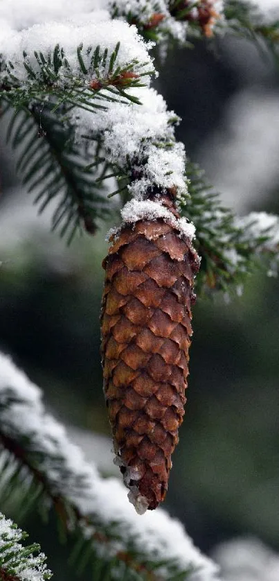 Snow-covered pine cone on a green branch, perfect for a winter mobile wallpaper.