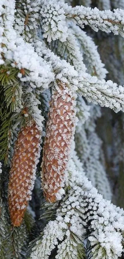 Snowy pine cones on frosted branches.