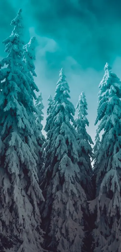 Snow-covered pine trees against teal sky.