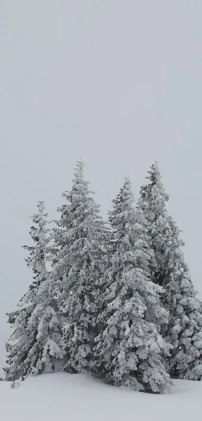 Snow-covered pine trees under a light gray sky.