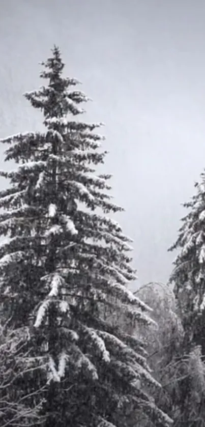 Snow-covered pine trees in a tranquil forest setting.