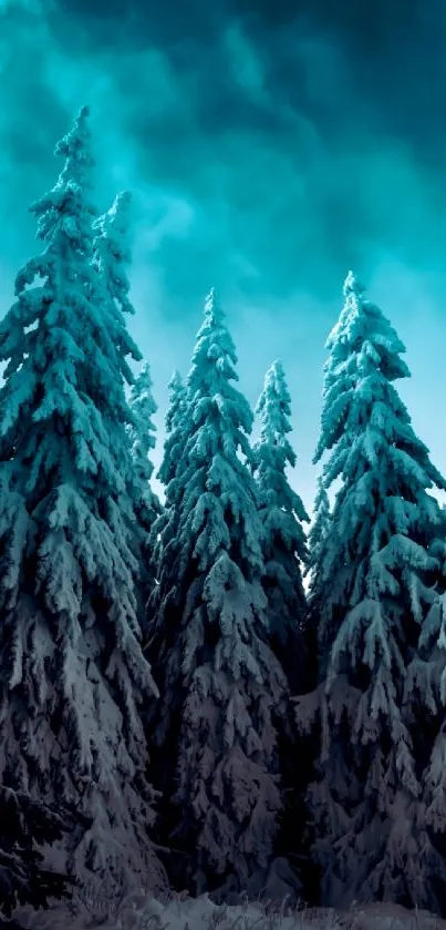 Snowy pine trees under a teal winter sky, creating a serene forest scene.