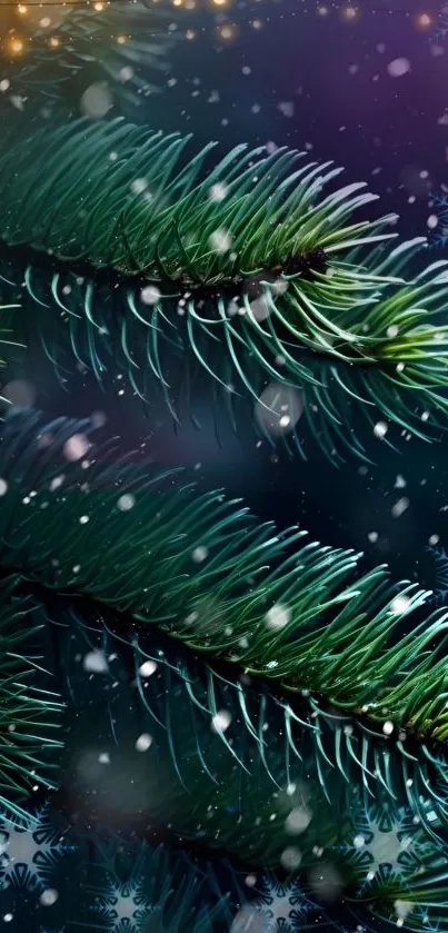 Snow-covered green pine needles on a dark background, perfect for winter themes.