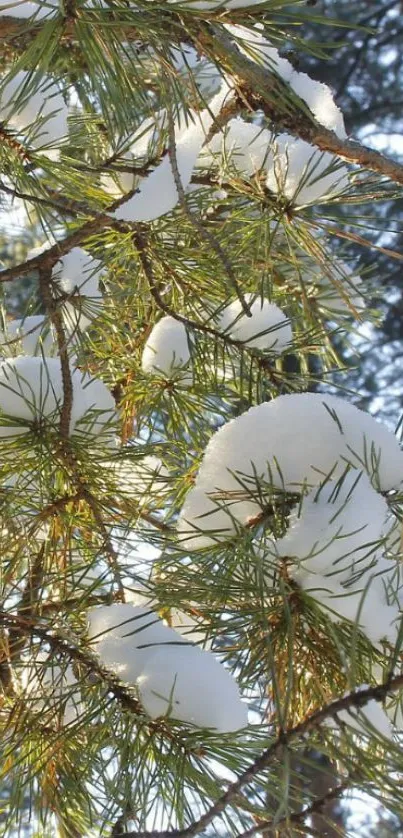 Snow-covered pine branches in winter sunlight.