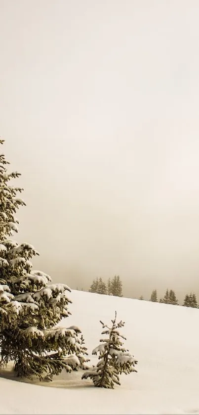 A snowy pine tree in a serene winter landscape.