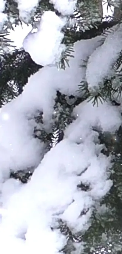 Snow-covered pine tree branches in winter.