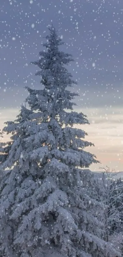 Snowy pine tree in tranquil winter landscape.