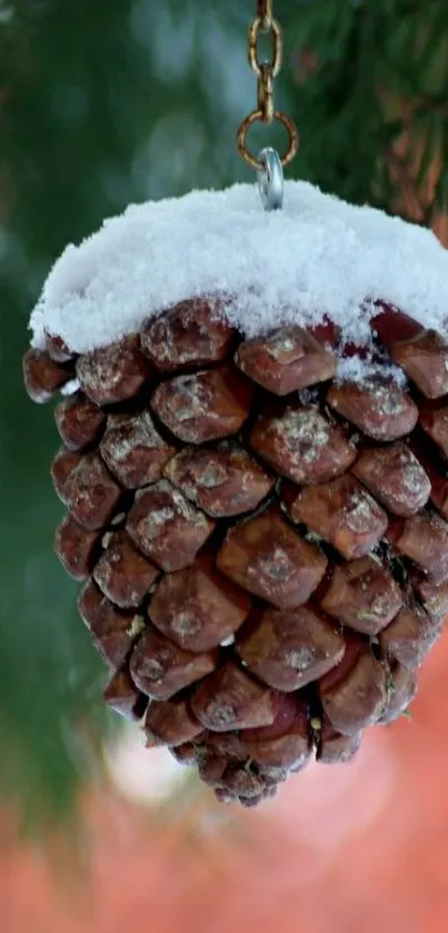 Snowy pinecone hanging against green and rust blurred background.