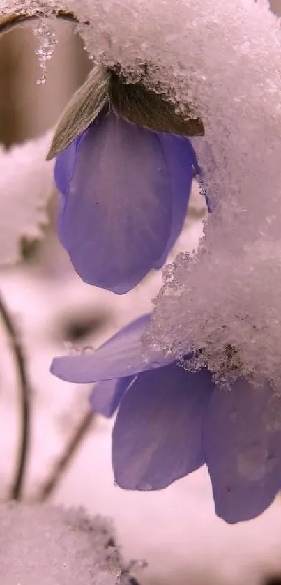 Purple flowers covered with fresh snow in a tranquil scene.