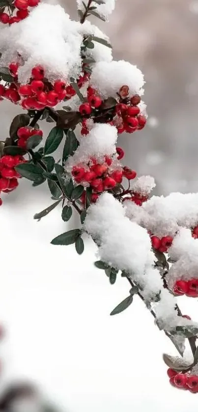 Snow-covered red berries on wintry branch.