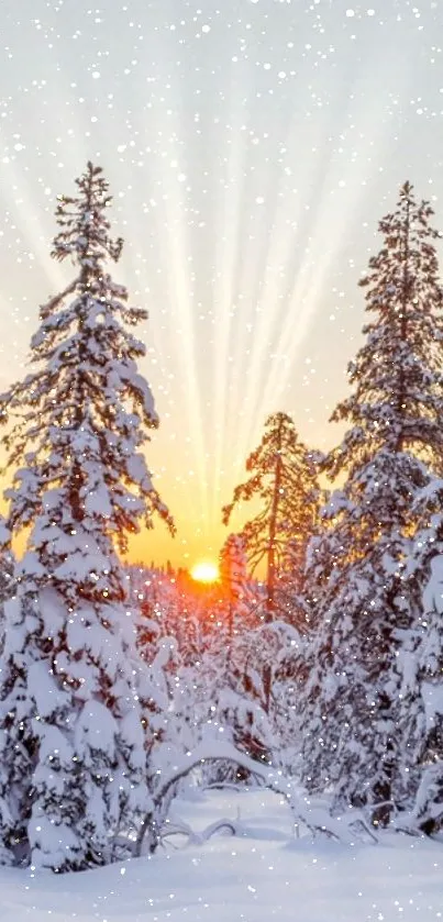 Snowy forest at sunrise with serene light and snowy trees.