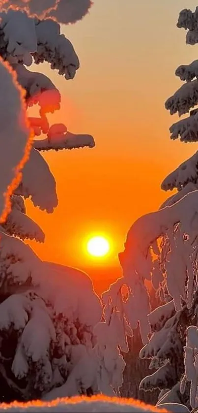 Sunset over snowy pine trees, glowing orange.