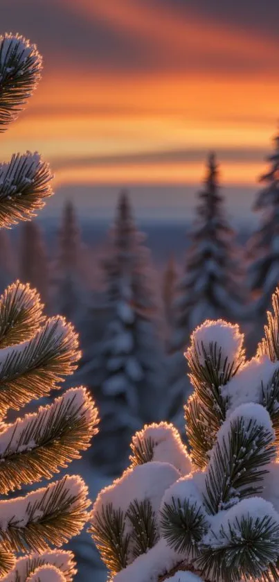 Snow-covered pine trees at sunset with a vibrant orange sky.