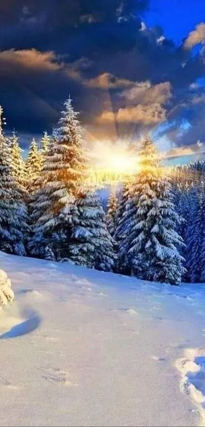 Snowy forest at sunset with golden glow.