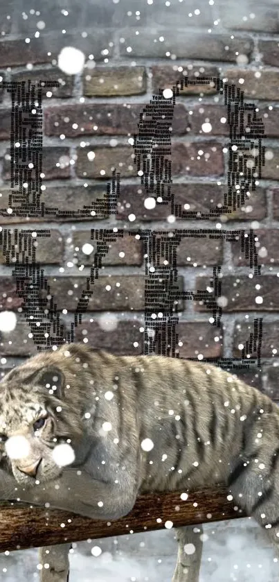 Tiger resting in snow with love sign on brick wall background.