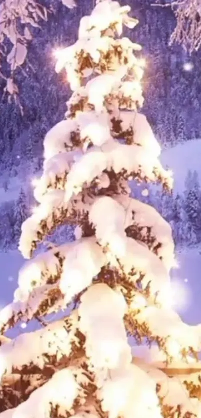 A beautifully lit and snow-covered evergreen tree in a serene winter landscape.