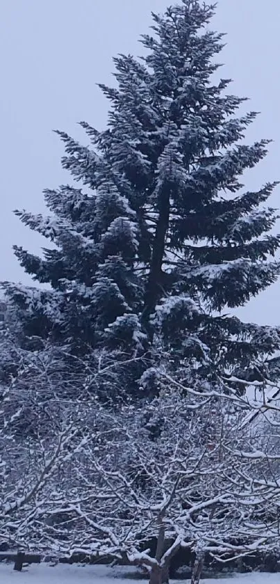 Serene snowy tree landscape wallpaper with winter ambiance.