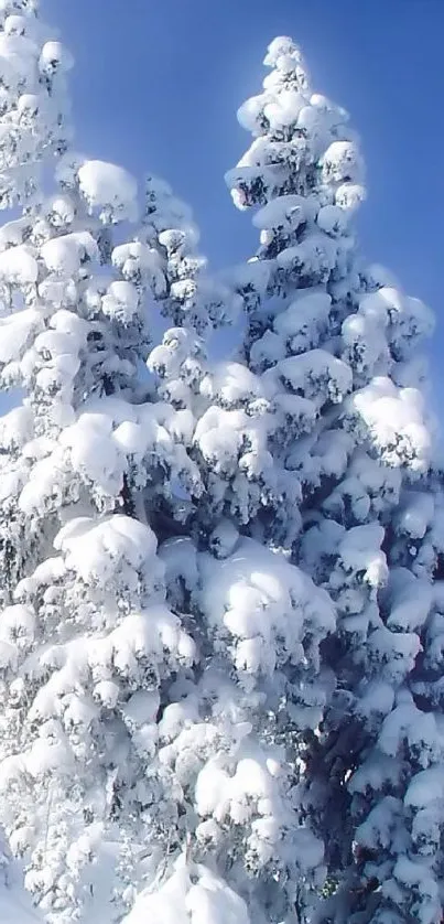 Snow-covered trees against a clear blue sky.