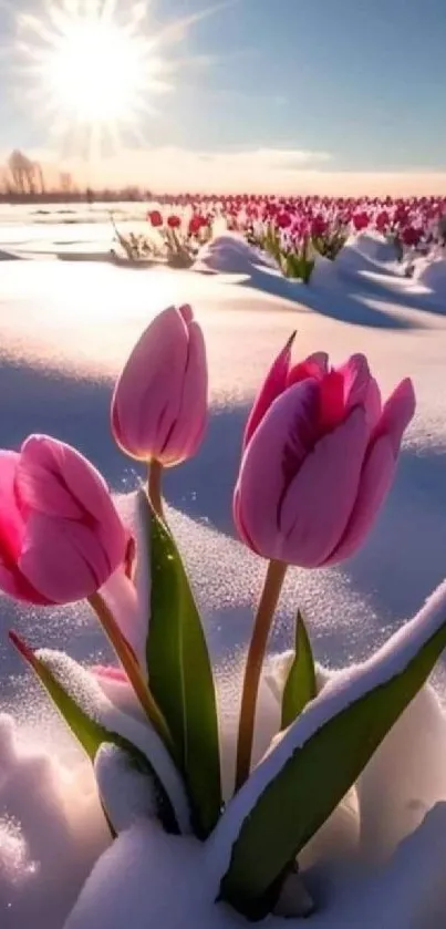 Pink tulips emerging from snow under a bright sunrise.