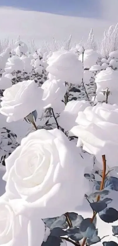 Mobile wallpaper of white roses covered in snow, creating a serene winter scene.