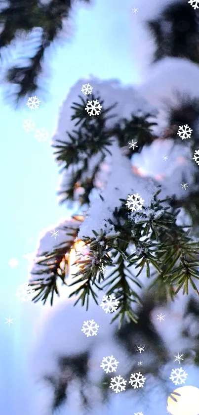Snow-covered evergreen branch in soft blue light, perfect for winter wallpaper.