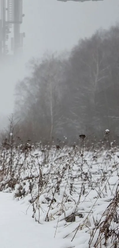 Snow-covered field with misty trees backdrop.